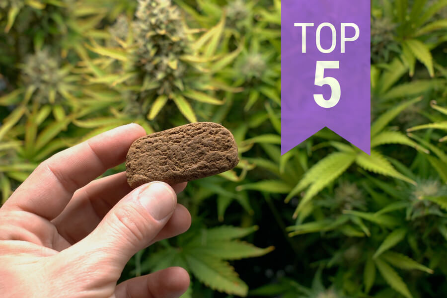 Top 5 der Cannabissorten für die Haschherstellung