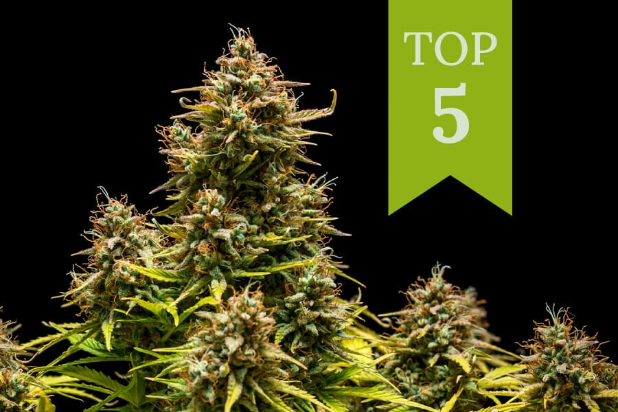 Die Top 5 Sorten für tagsüber