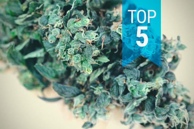 Top 5 der Sorten mit hohem CBD-Gehalt