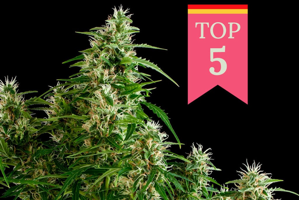 Die Top 5 der beliebtesten Cannabissorten in Deutschland