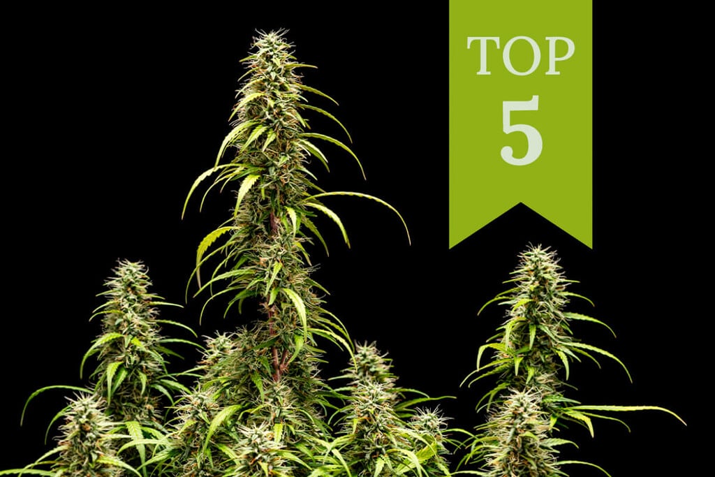 Die besten Indoor-Autoflowers 2024