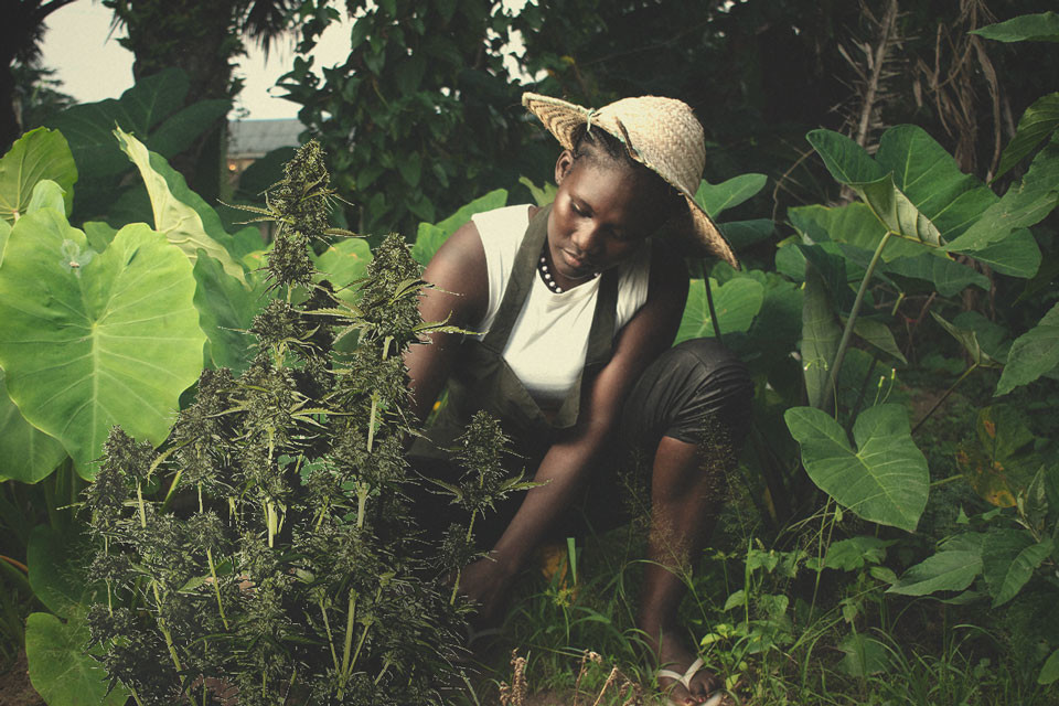 Afrikanisches Weed: Die Geschichte von Cannabis in Afrika