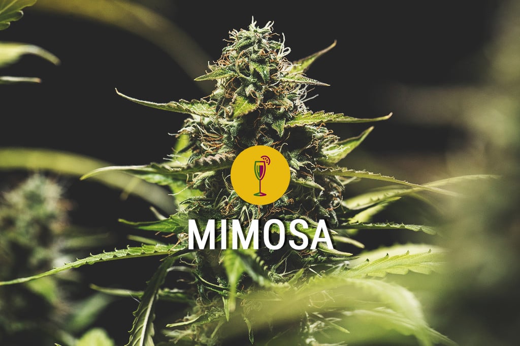 Mimosa: Eine potente, hübsche und köstliche Sorte