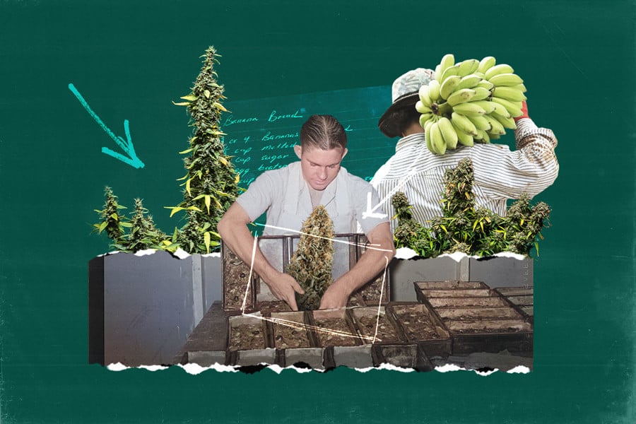 Anleitung: mit Cannabis angereichertes Bananenbrot backen
