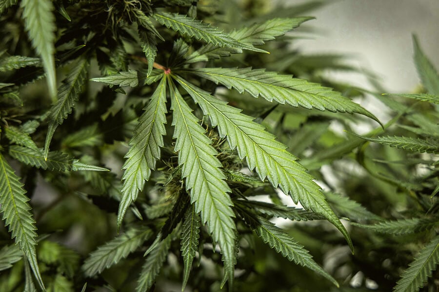 Wie viele Blätter hat eine Cannabispflanze?