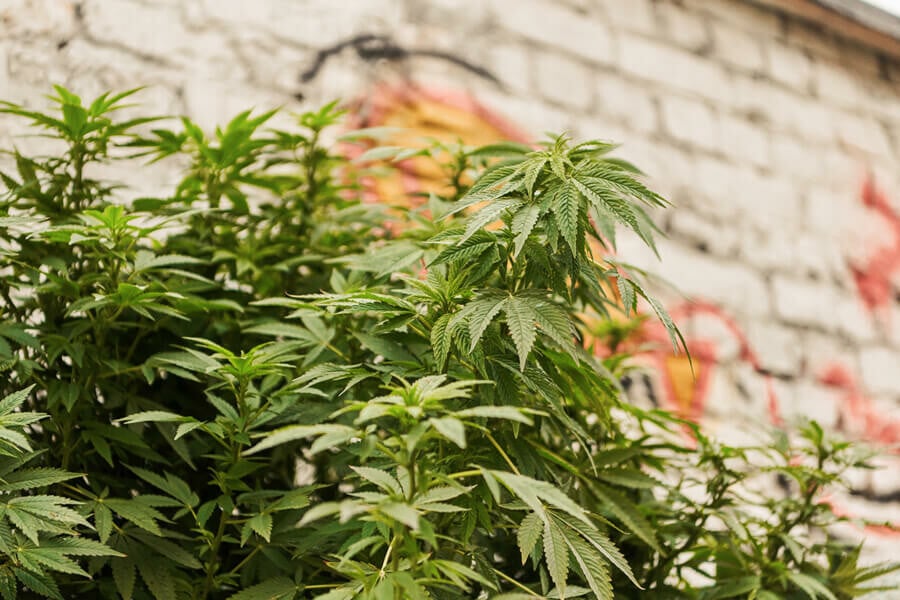 Die kreativsten Orte für den Cannabisanbau