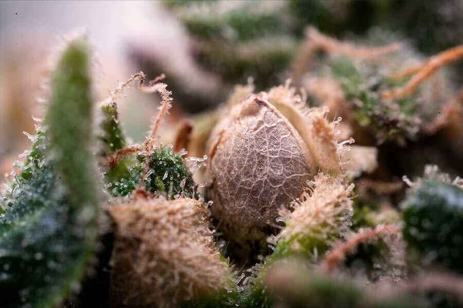 Wie geht man mit Cannabis-Bag-Seeds um?