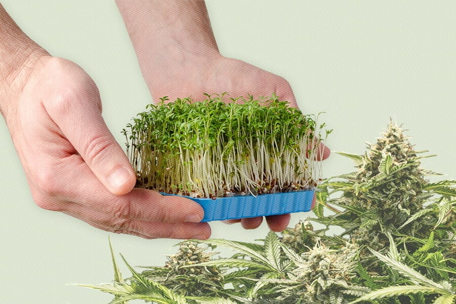 Was sind Cannabis-Microgreens und wie baut man sie an?