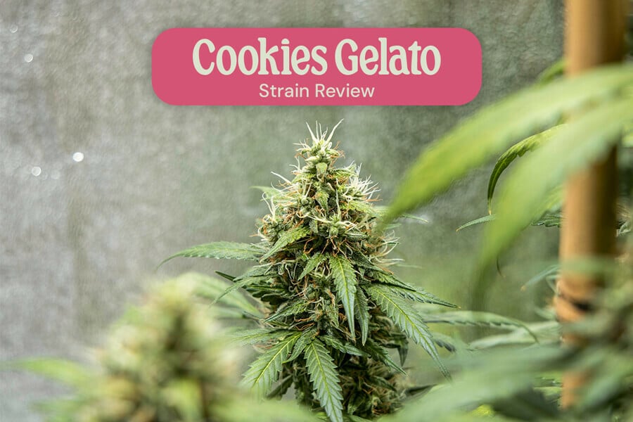 Sortenrezension zu Cookies Gelato