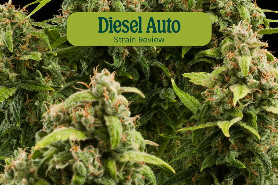 Diesel Auto Sortenrezension