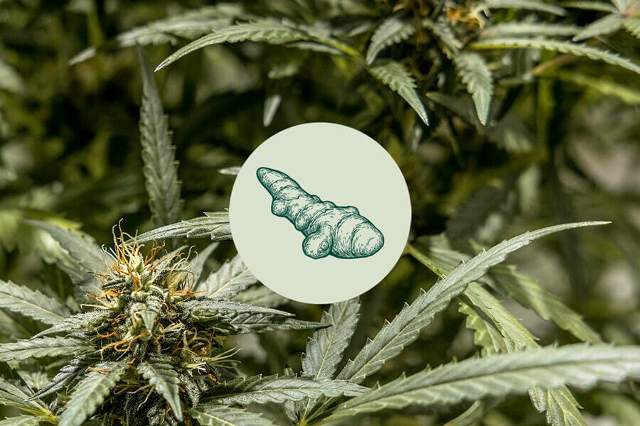 Kurkuma im Bio-Cannabisanbau: Funktioniert das?