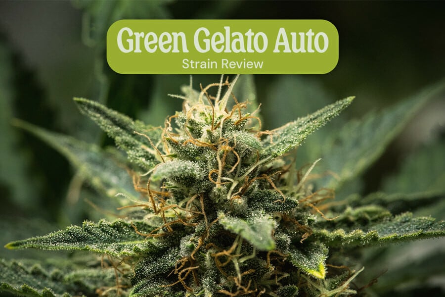 Green Gelato Auto Sortenrezension