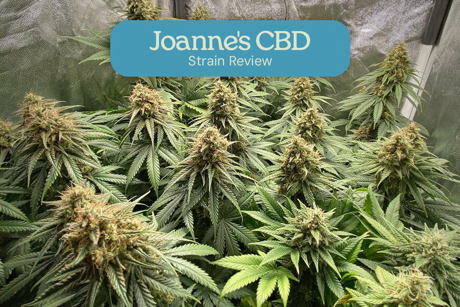 Joanne’s CBD Sortenrezension