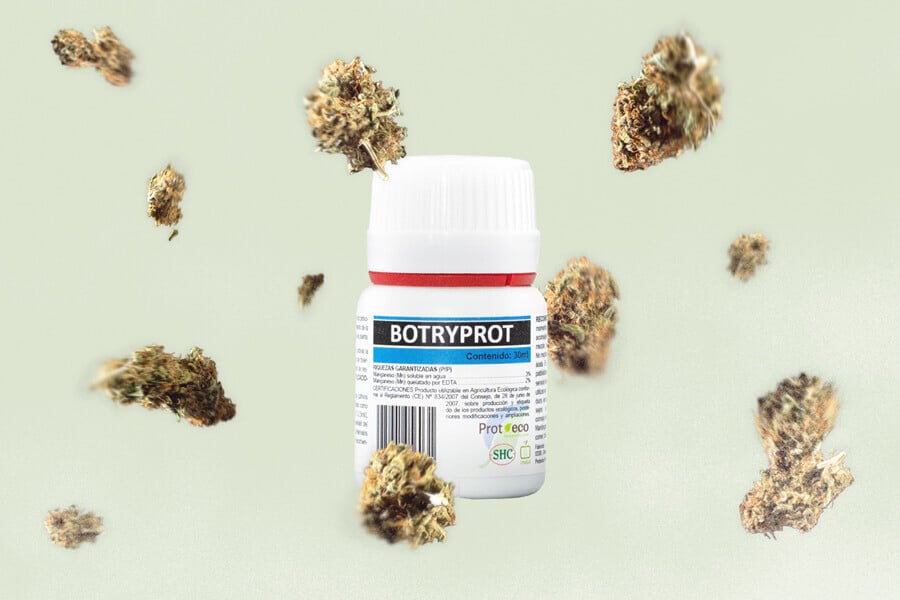 Botrytis (Blütenfäule): So verhindert man diesen Cannabispflanzen-Erreger