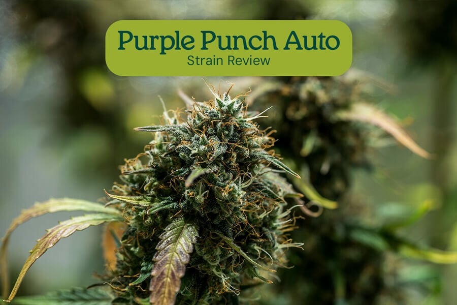 Purple Punch Auto Sortenrezension