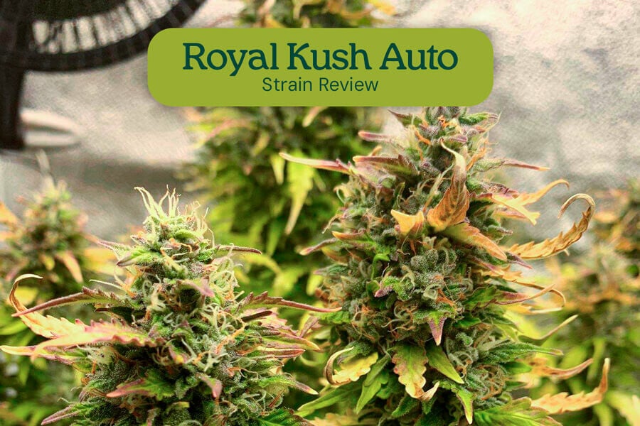 Royal Kush Auto: Sorteninformation und Rezension