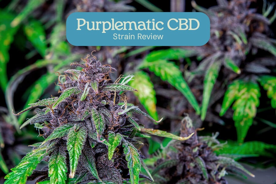 Purplematic CBD Sortenrezension