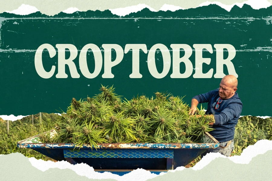 Croptober: Die Cannabisernte steht vor der Tür