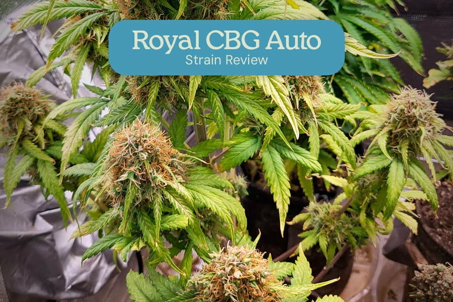 Royal CBG Auto Sorte im Test