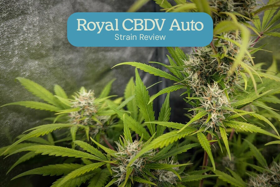 Sortenrezension zu Royal CBDV Auto