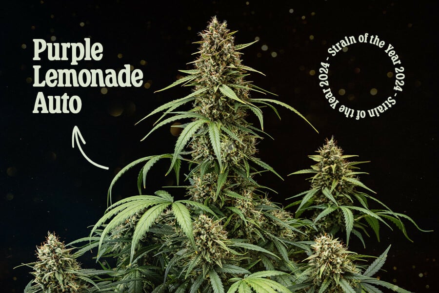 Purple Lemonade Auto: Die Sorte des Jahres 2024 von Royal Queen Seeds