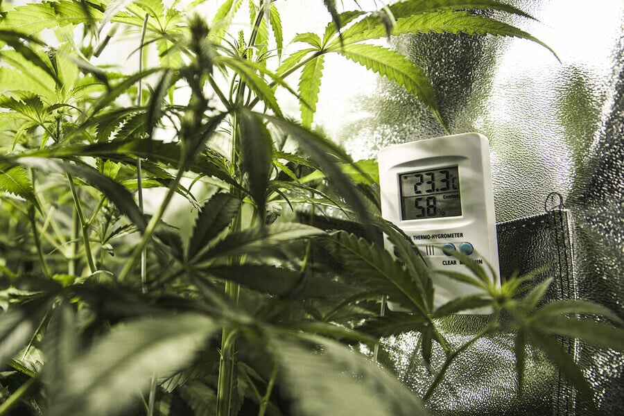 Was ist die ideale Growbox-Temperatur und -Luftfeuchtigkeit?