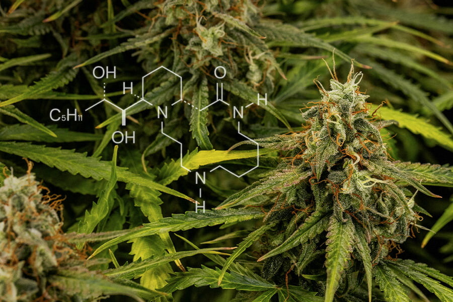 Cannabischemie: Alles Wissenswerte über Alkaloide