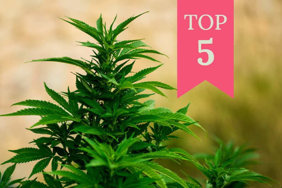 Die 10 besten Outdoor-Cannabis-Samen: für jeden Klimatyp