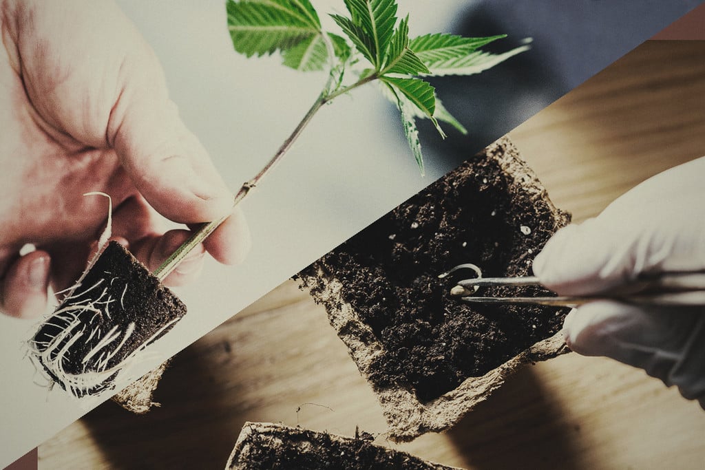Samen oder Klone: Was ist besser für den Anbau von Cannabis? - RQS Blog