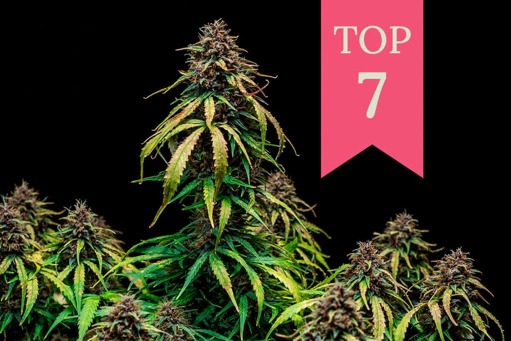 Die Top 7 der besten fruchtigen Sorten