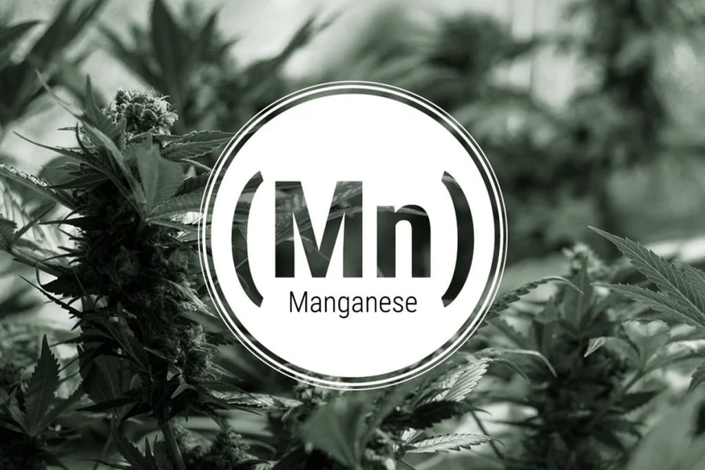 Manganmangel bei Cannabis: Anzeichen und Lösungen