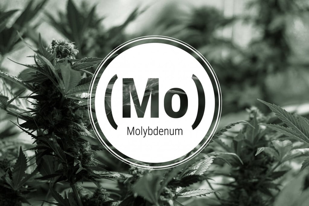 Molybdänmangel bei Cannabis: Anzeichen und Lösungen