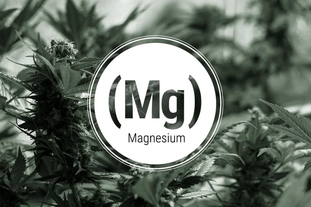 Magnesiummangel bei Cannabis: Anzeichen und Lösungen