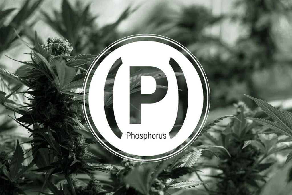 Phosphormangel bei Cannabis: Anzeichen und Lösungen