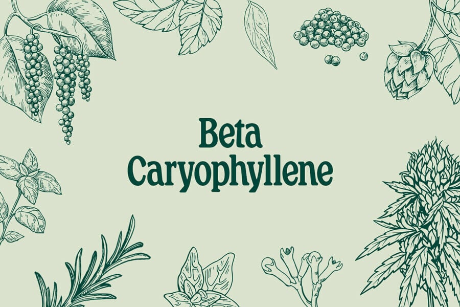β-Caryophyllen: Sowohl Terpen als auch Cannabinoid