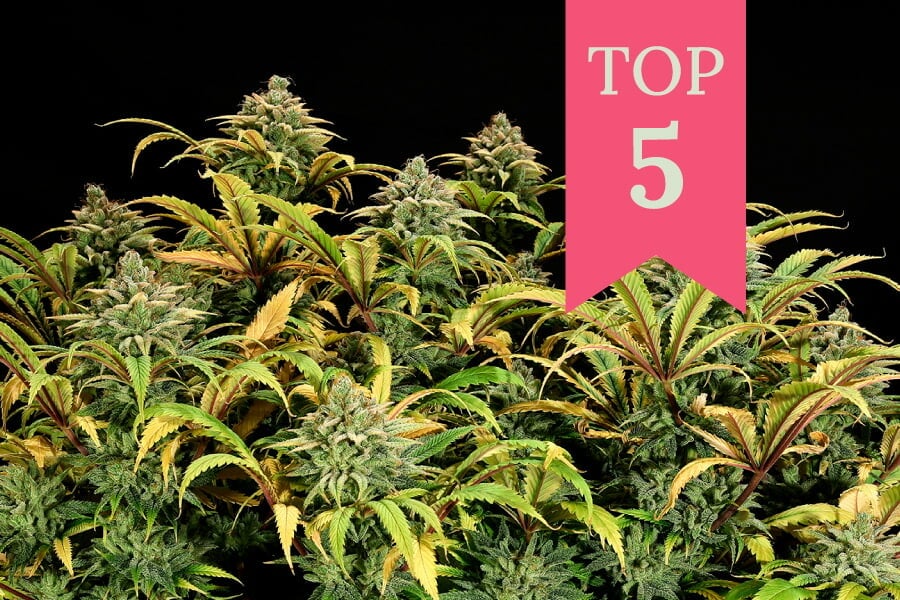 Top 5 Royal Queen Seeds Sorten für die SOG-Technik