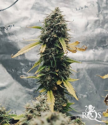 Northern Light Auto Northern Light Auto