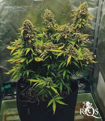 Northern Light Auto Northern Light Auto