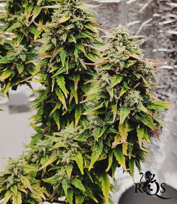 Northern Light Auto Northern Light Auto