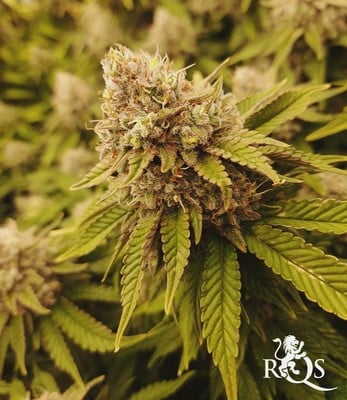 Skunk XL Skunk XL