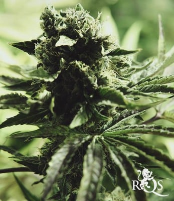 Skunk XL Skunk XL