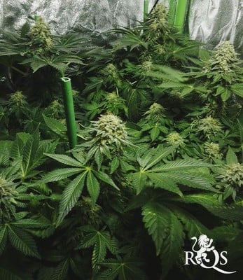 Skunk XL Skunk XL