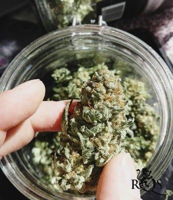 Skunk XL Skunk XL