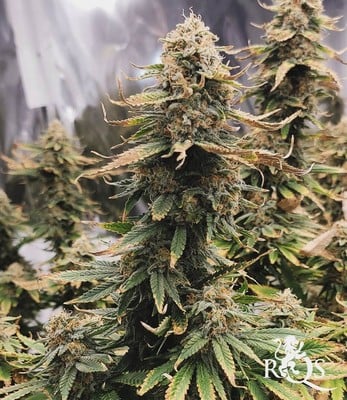 Special Queen 1 Special Queen 1