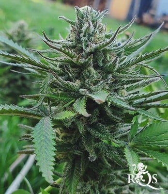 Sour Diesel Sour Diesel