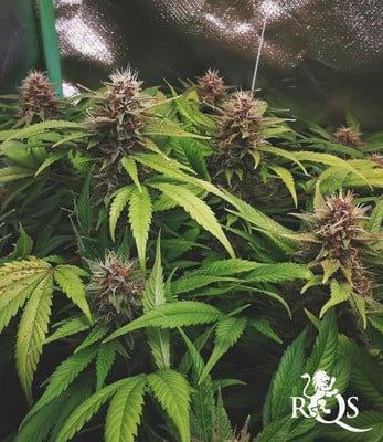 Mimosa Auto Mimosa Auto